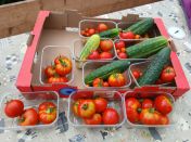 Year 5 outdoor learning- Preparing Tomatoes